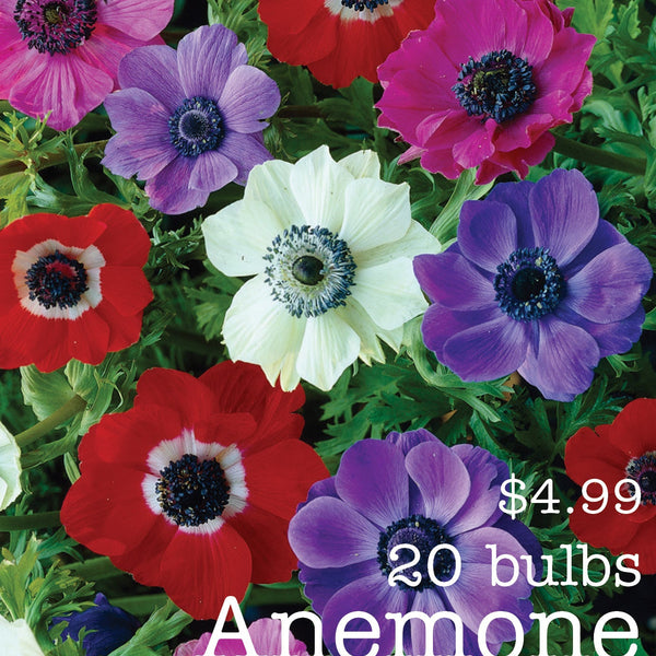Anemone bulbs shop