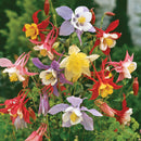 Aquilegia Columbine Mixed