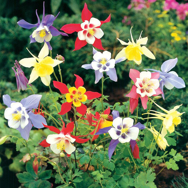 Aquilegia Mckana Giant Mixed Seed