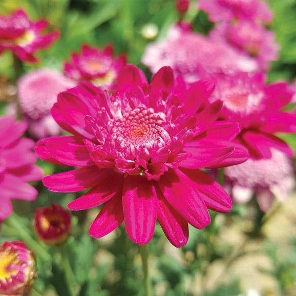 Argyranthemum Angelic Bordeaux - 2.5L