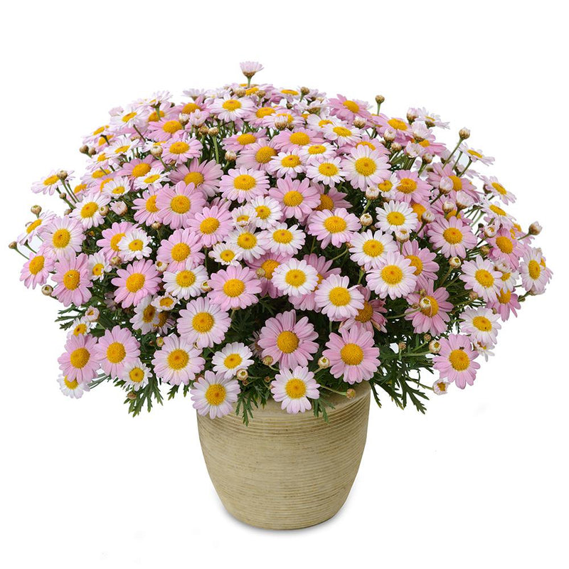 Argyranthemum Angelic Baby Pink - 2.5L