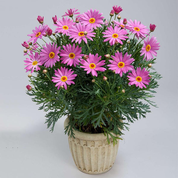 Argyranthemum Angelic Giant Pink - 2.5L