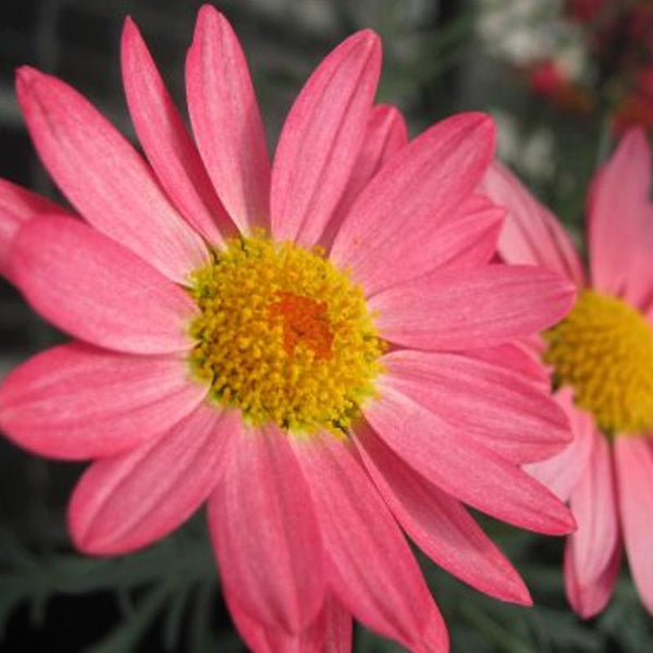 Argyranthemum Coral - 1.5L