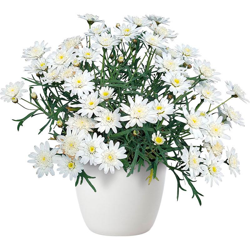 Argyranthemum Angelic White Chic - 2.5L