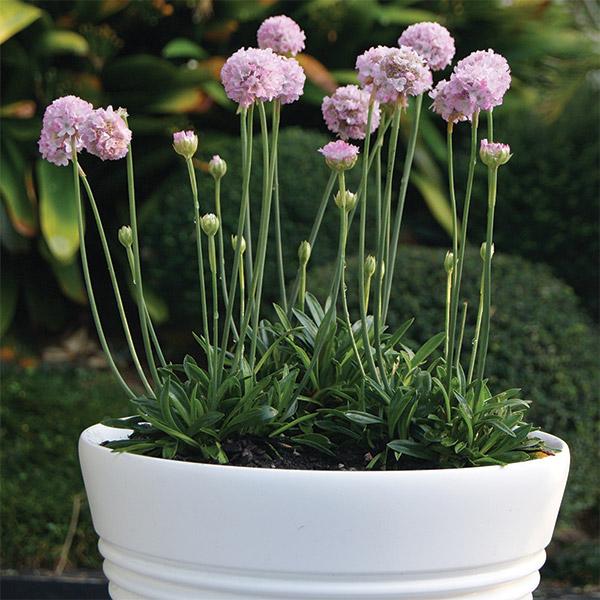 Armeria Armazing Grace - 1.5L