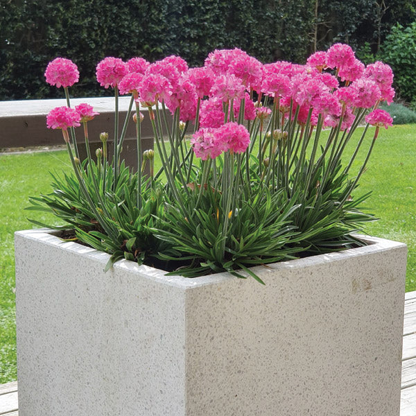 Armeria Armazing Rose - 1.5L