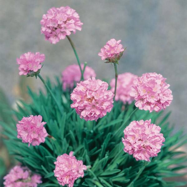 Armeria Pink Petite - 1.3L