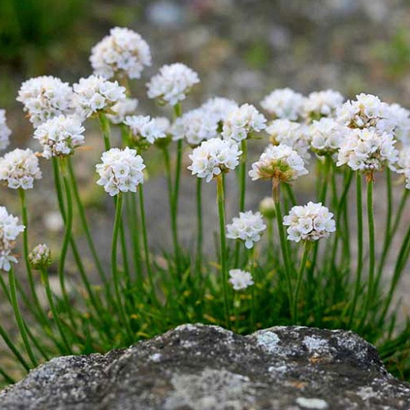 Armeria White Flower Punnet