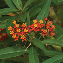 Asclepias Silky Mix