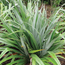 Native Astelia (Kakaha)