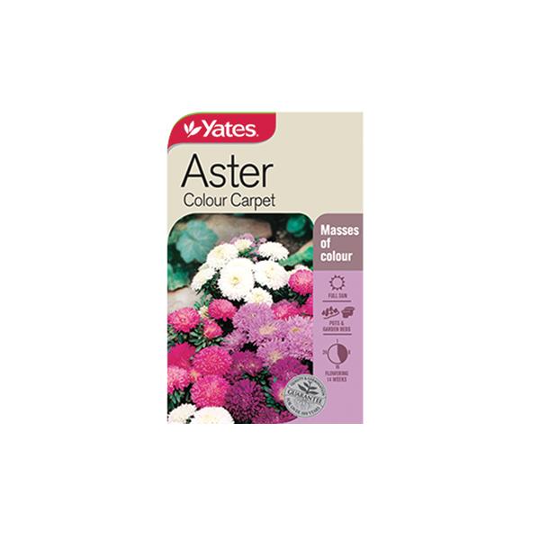 Aster Colour Carpet