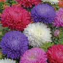 Aster Californian Giant Seed