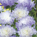 Aster Dutchess Blue Ice Seed