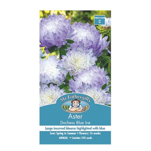 Aster Dutchess Blue Ice Seed