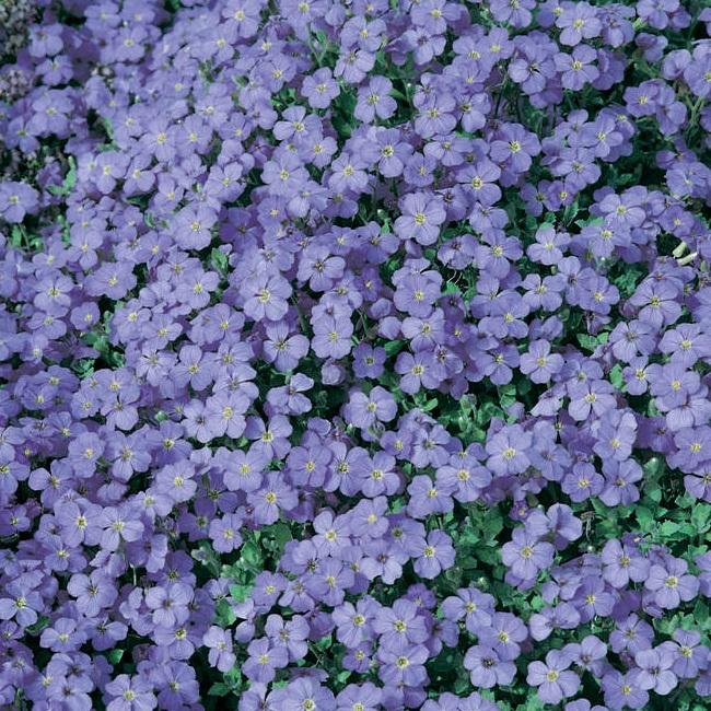 Aubrieta Blue Lilac Flower Punnet