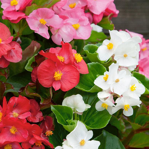 Begonia Green Leaf Mix Flower Punnet