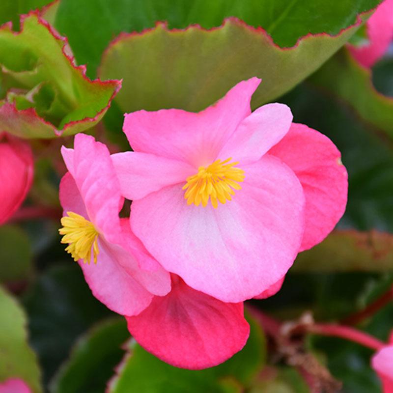 Begonia Green Leaf Pink Flower Punnet