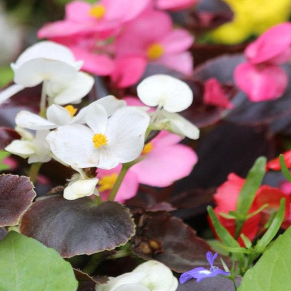 Begonia Mix Flower Punnet