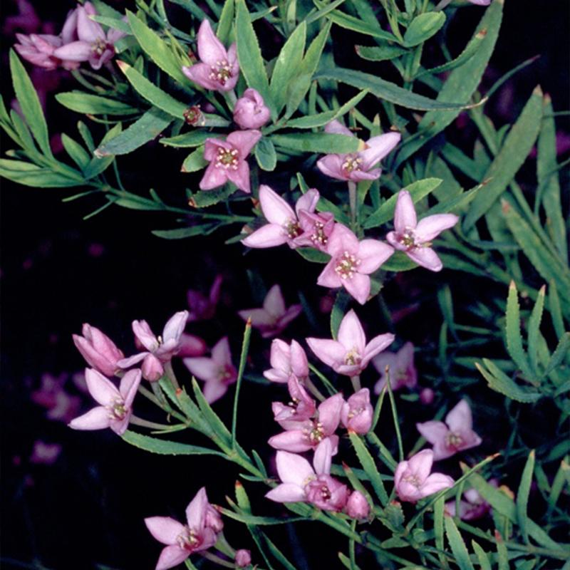 Boronia Denticulata - 2.5L