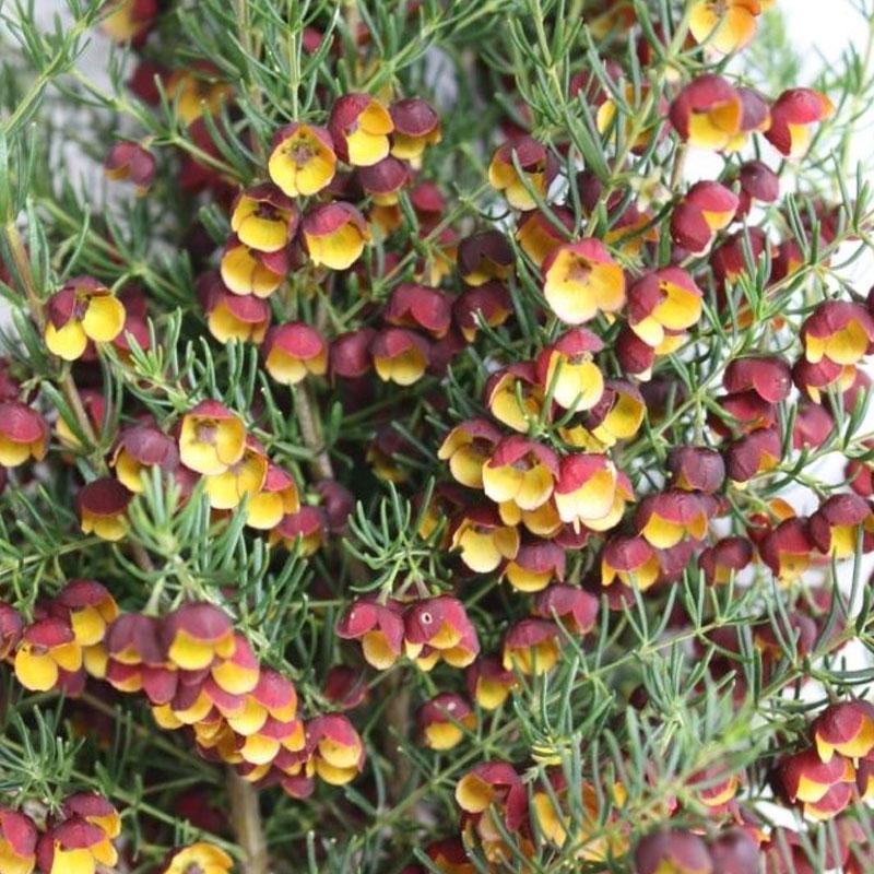 Boronia Megastigma Brown  - 2.5L