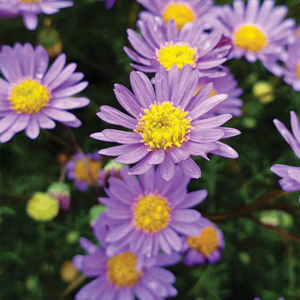 Brachyscome Amethyst - 14cm