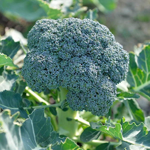 Broccoli Green Dragon Vegetable Punnet