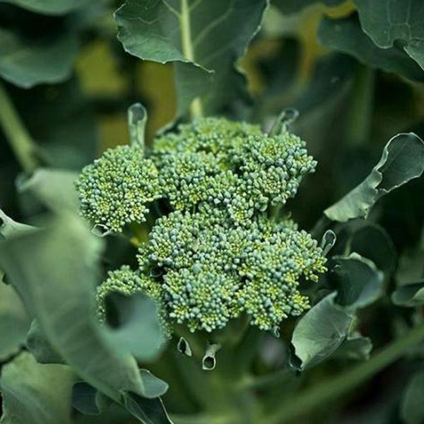 Broccoli Green Midget Vegetable Punnet