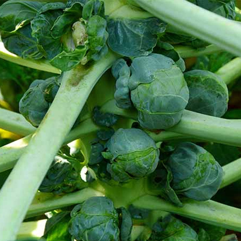 Brussel Sprout Maxim Vegetable Punnet