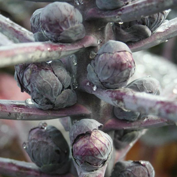 Brussel Sprout Red Purple Vegetable Punnet