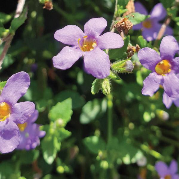 Bacopa Blue Showers - 14cm