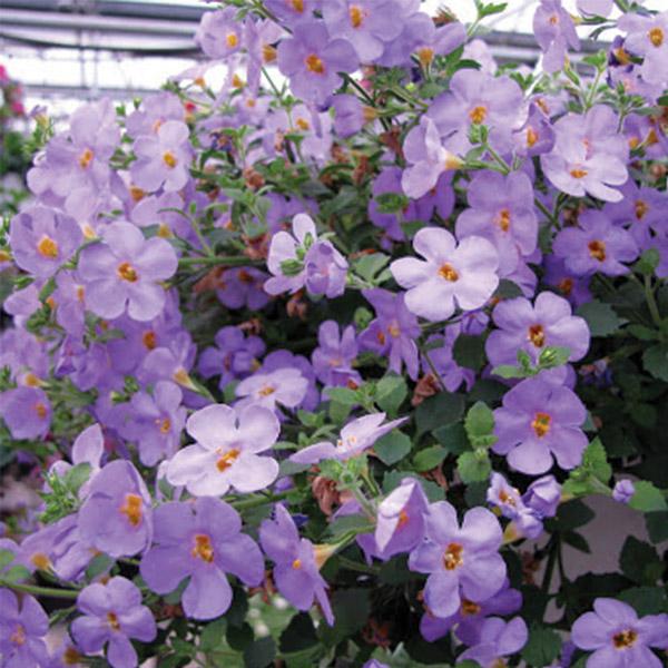 Bacopa Scopia Gulliver Lilac - 1.5L