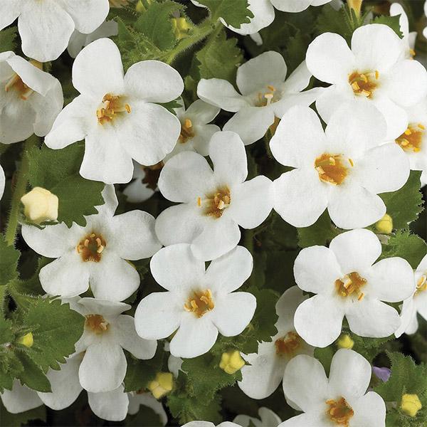 Bacopa Scopia Gulliver White - 1.5L