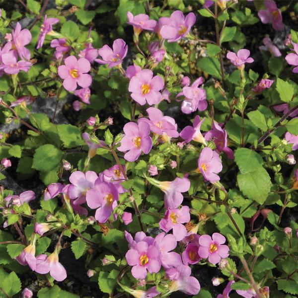 Bacopa Pink - 14cm