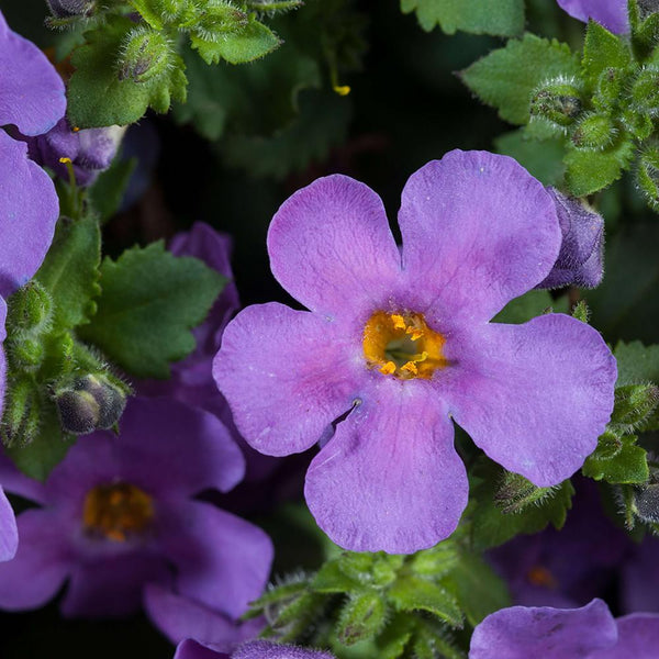 Bacopa Scopia Gulliver Violet - 1.5L