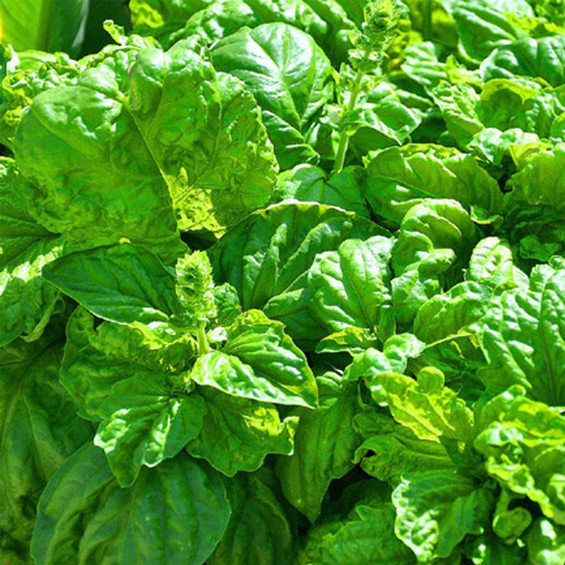 Basil Lettuce Leaf  - 10CM