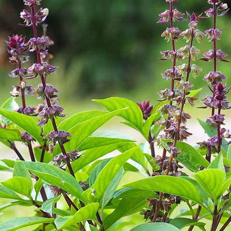 Basil Thai  - 10CM