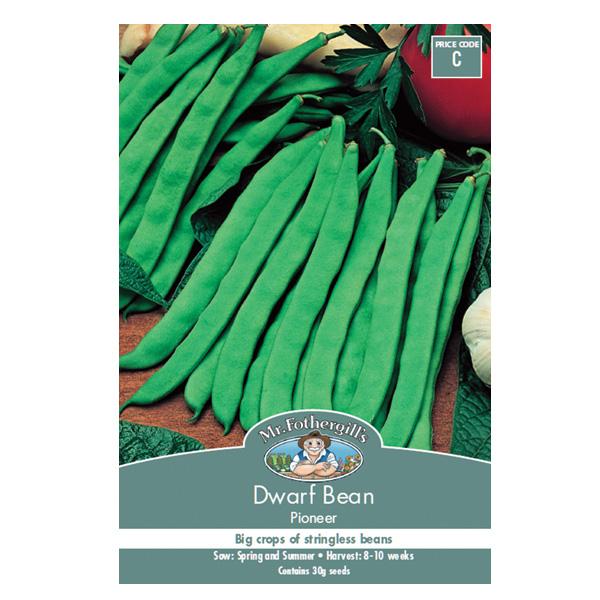 Dwarf Bean Pioneer Seed