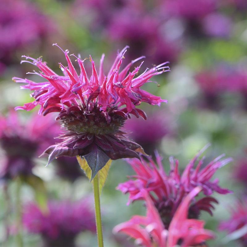 Bergamot Bee Balm - 10CM