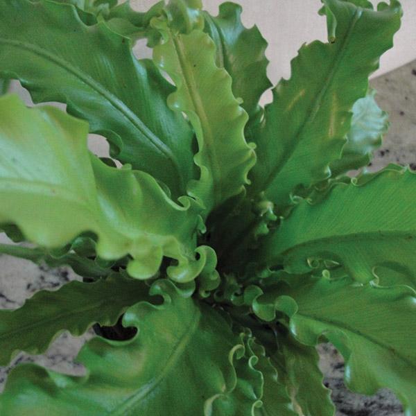 Asplenium Antiquum - 2.4L