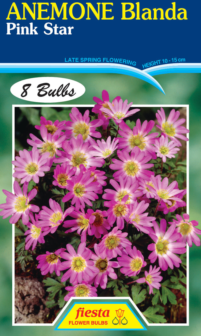 Anemone Blanda Pink Star 8PK