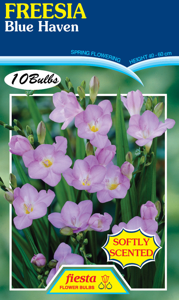 Freesia Blue Haven 10PK