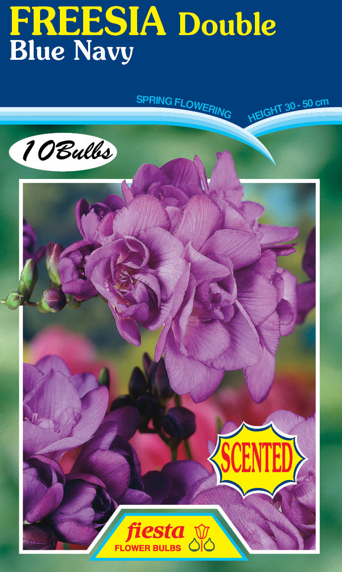 Freesia Double Blue Navy 10PK