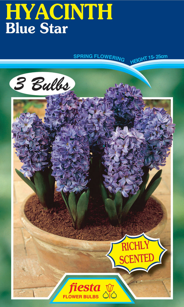 Hyacinth Blue Star 3PK