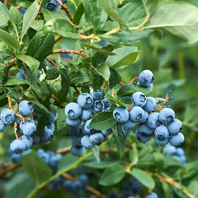Blueberry Magic Blueberry Blue Magic - 3L
