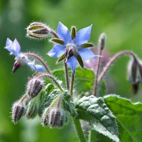 Borage - 10CM