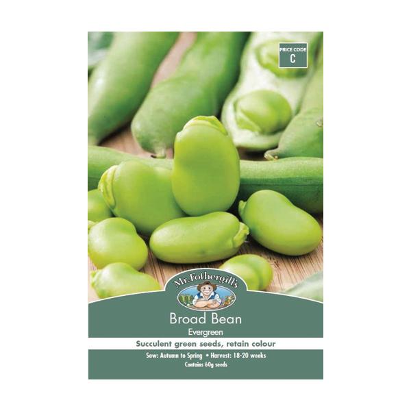 Broad Bean Evergreen Seed