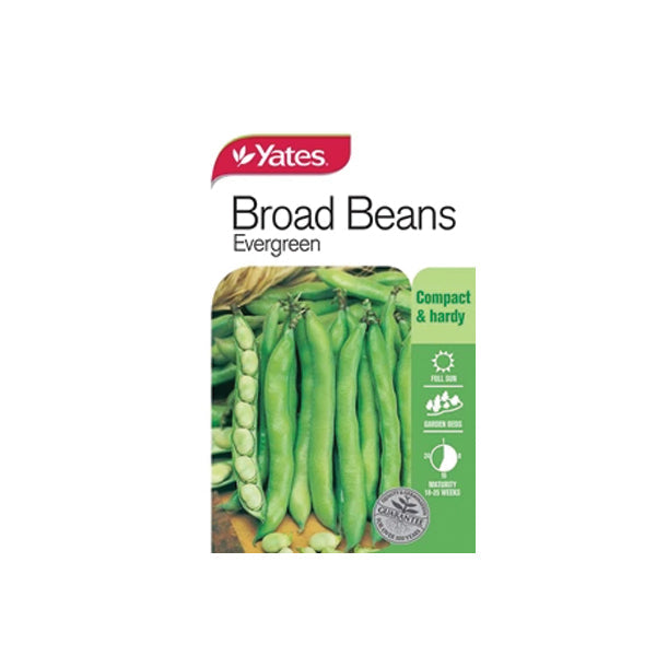 Broad Beans Evergreen