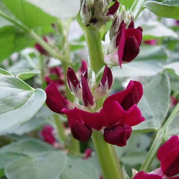 Broad Bean Hughey Crimson Vegetable Punnet