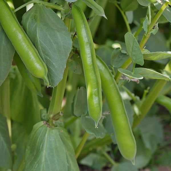 Broad Bean Vegetable Punnet