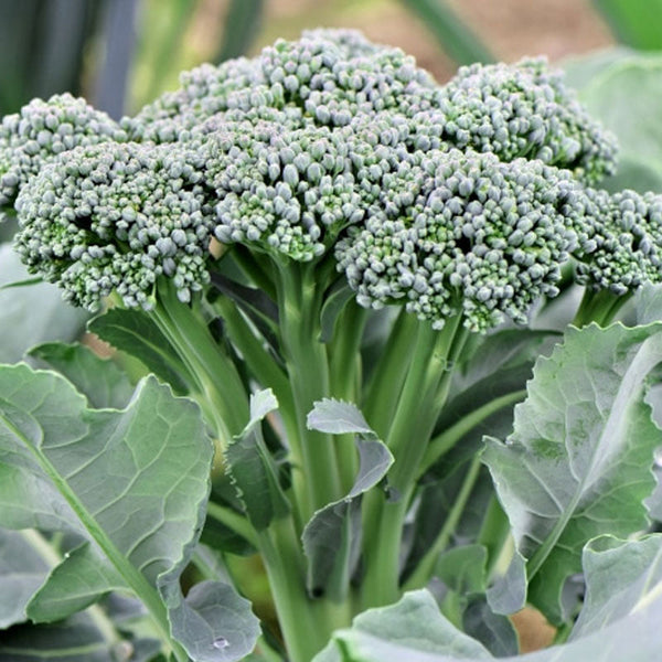 Broccoli Side Sprouter Vegetable Punnet